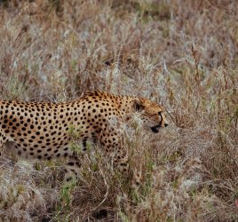 Safari in Tansania