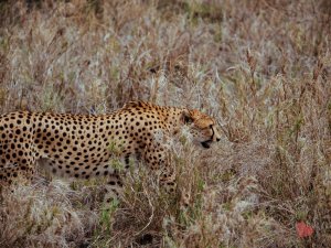 Safari in Tansania