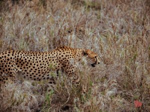 Safari in Tansania