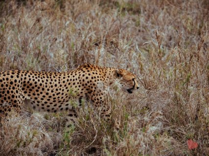 Safari in Tansania