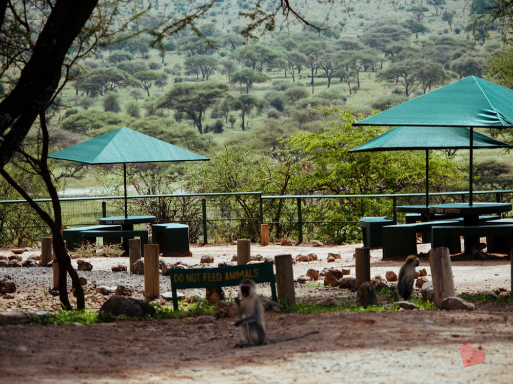 Safari in Tansania