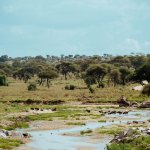 Safari in Tansania