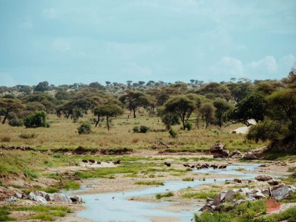 Safari in Tansania