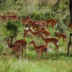 Safari in Tansania