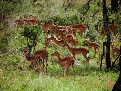 Safari in Tansania