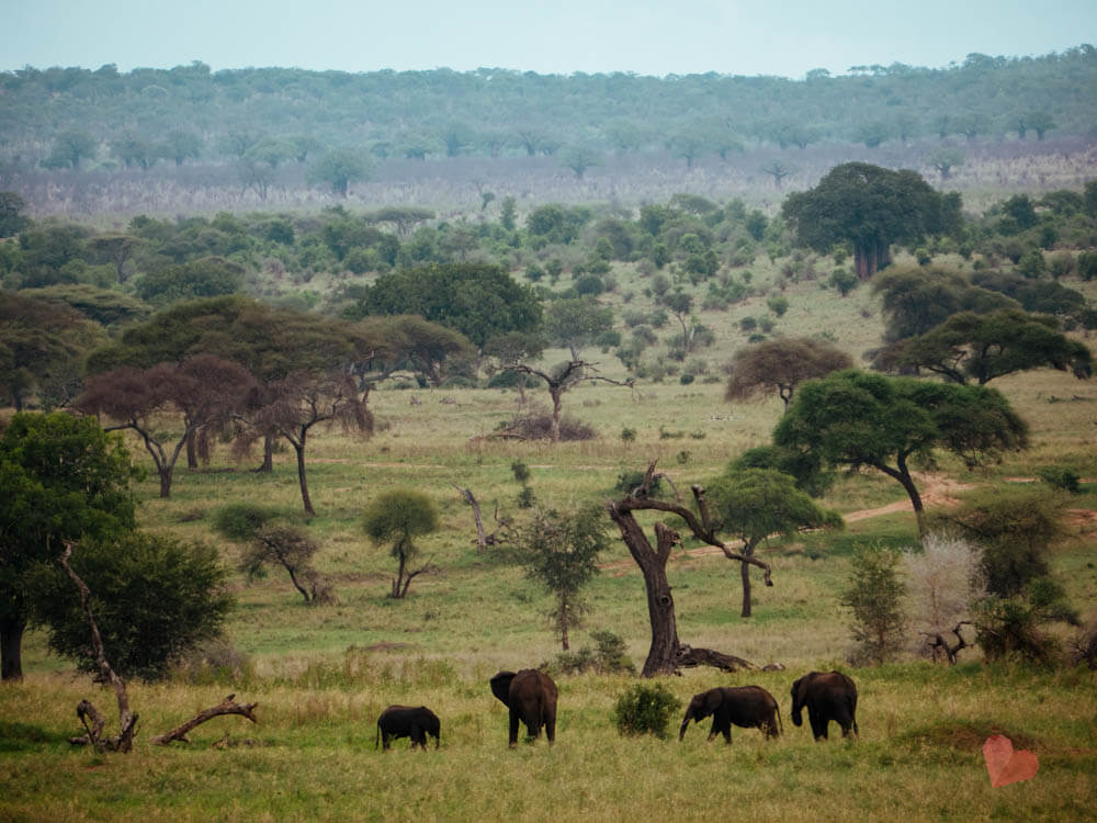 Safari im Tansania