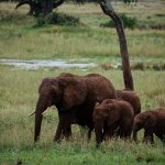 Safari in Tansania