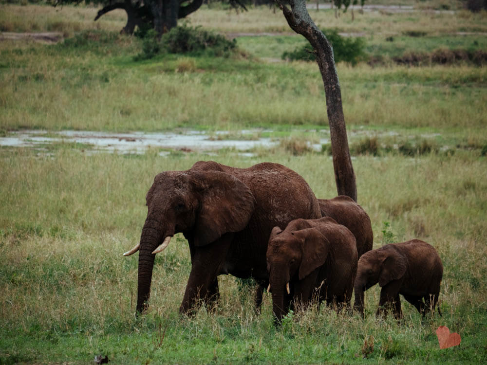 Safari in Tansania