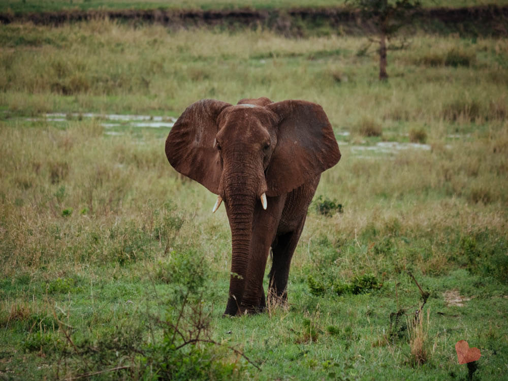 Elefant im Tarangire Nationalpark