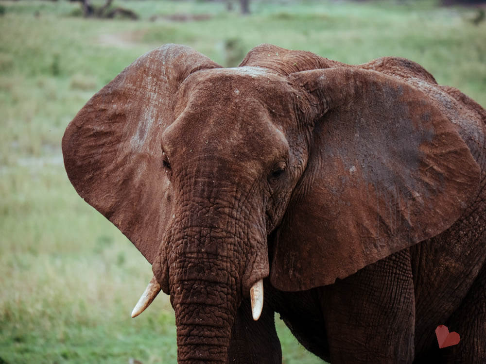 Safari im Tarangire Nationalpark