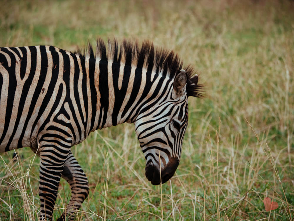 Zebra im Tarangire Nationalpark