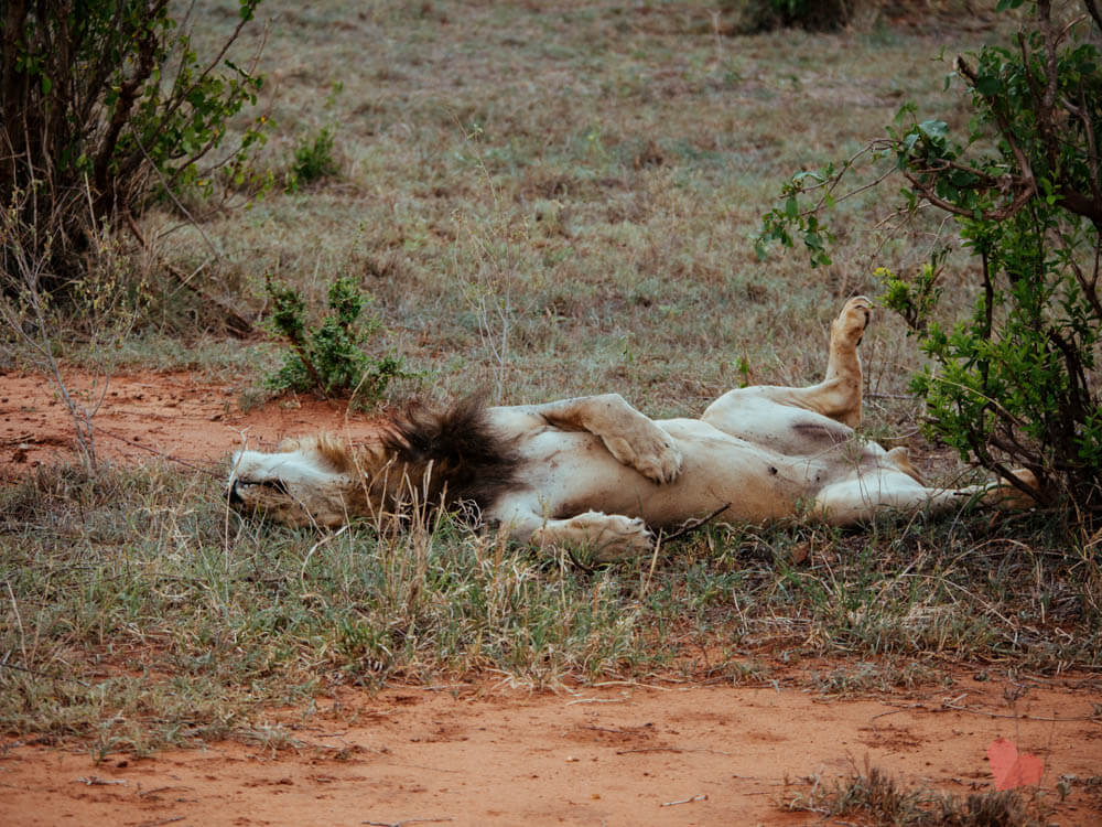 Löwe im Tarangire Nationalpark