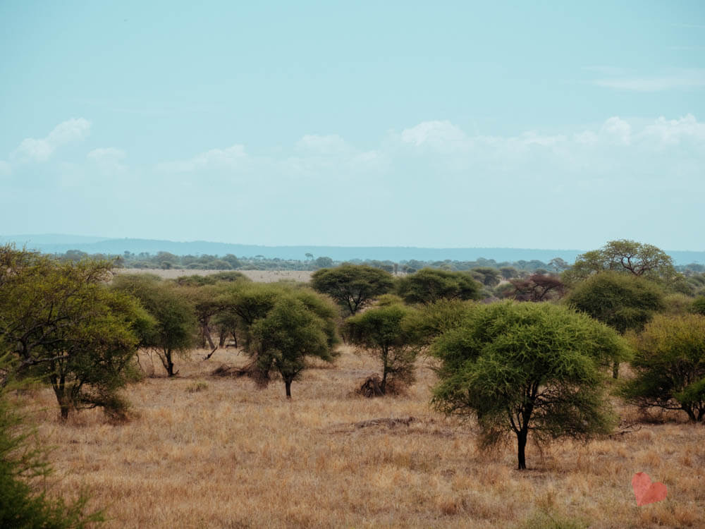 Tarangire Nationalpark