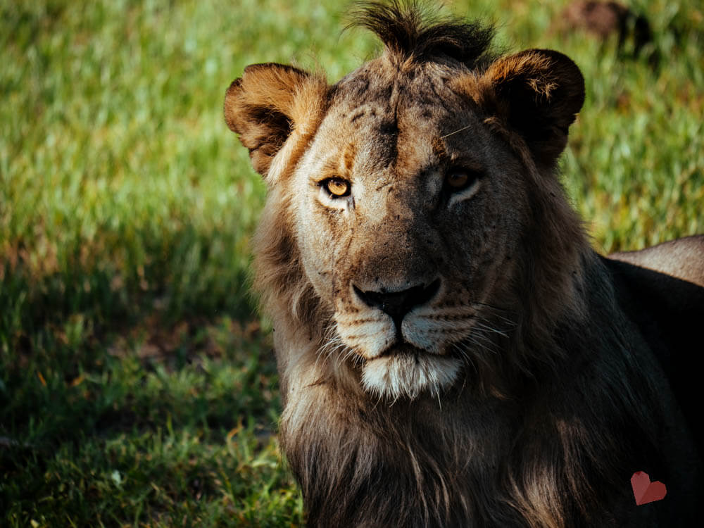 Safari in Tansania