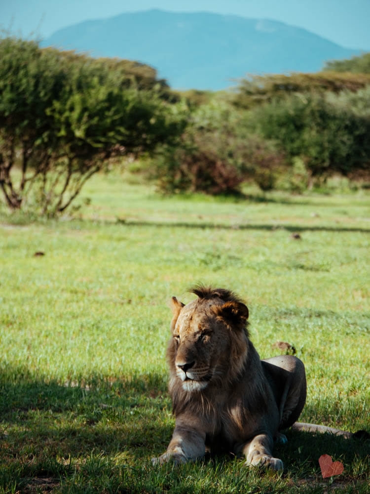 Safari in Tansania