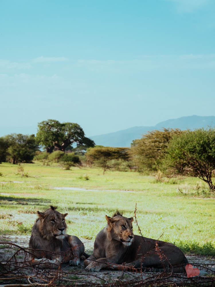 Safari in Tansania