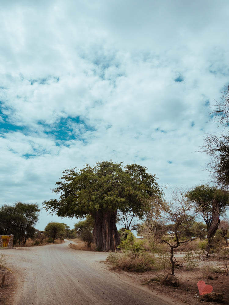 Tarangire Nationalpark