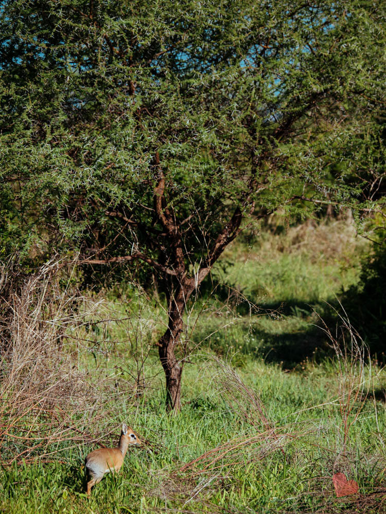 Safari in Tansania