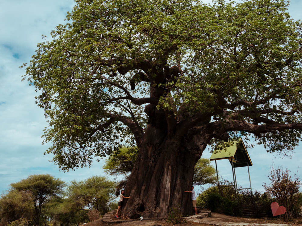 Safari in Tansania