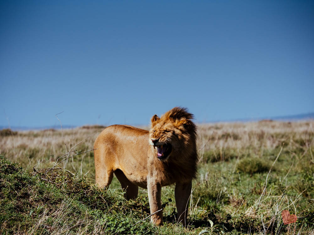 Löwe in der Serengeti