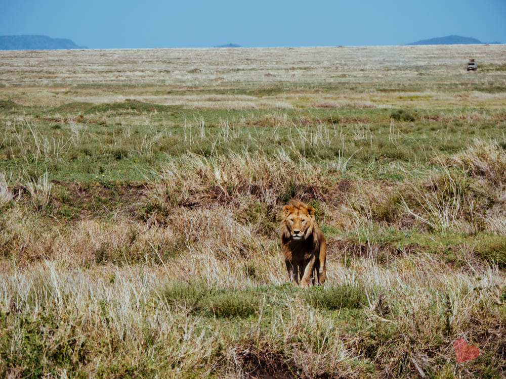 Löwe im Serengeti Nationalpark