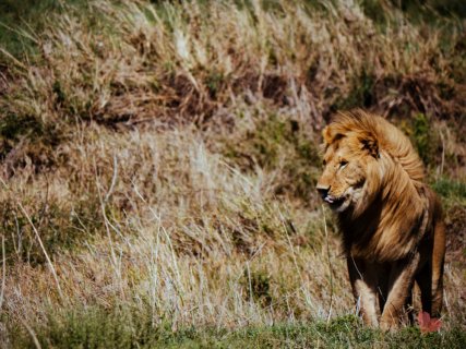 Safari in Tansania