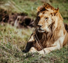 Safari in Tansania