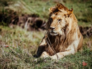 Safari in Tansania