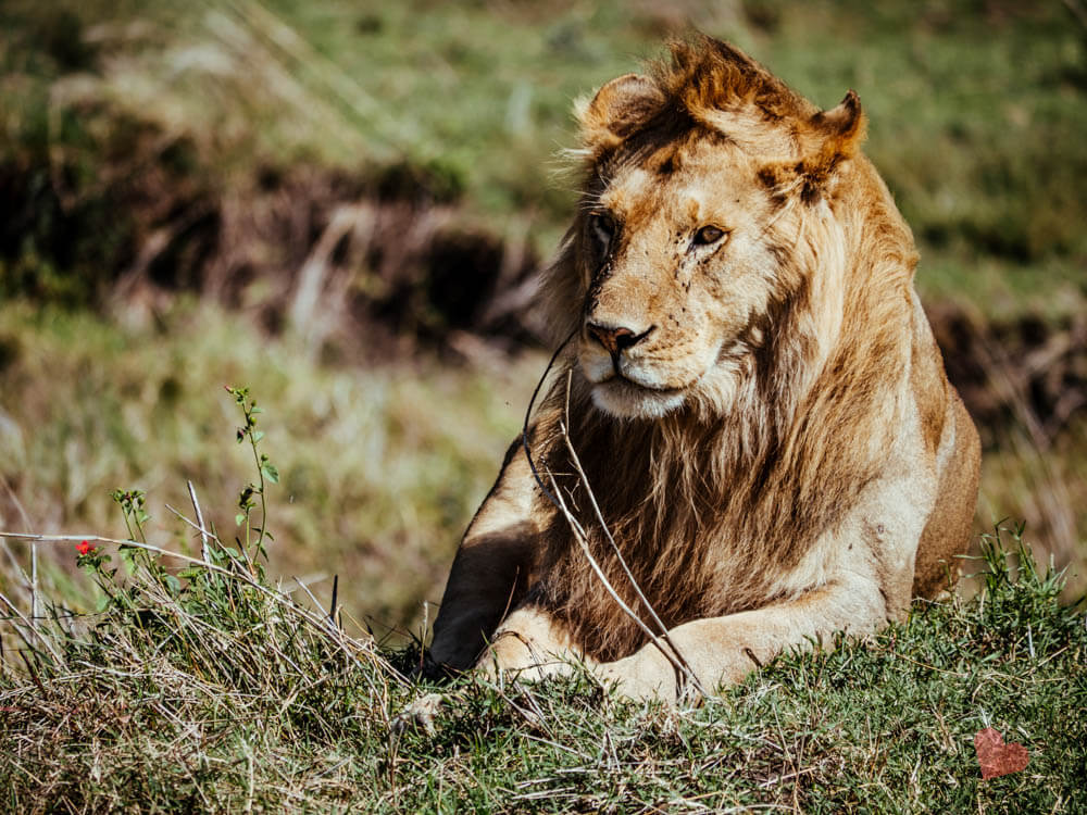 Löwe im Serengeti Nationalpark