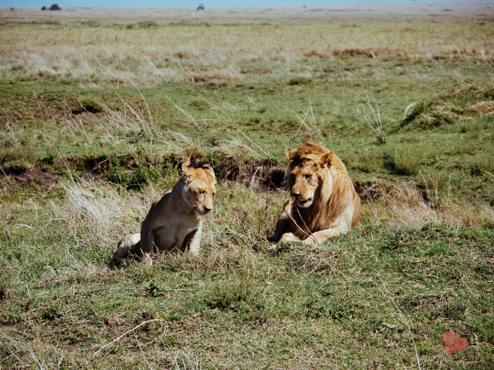 Löwe mit Löwin in der Serengeti