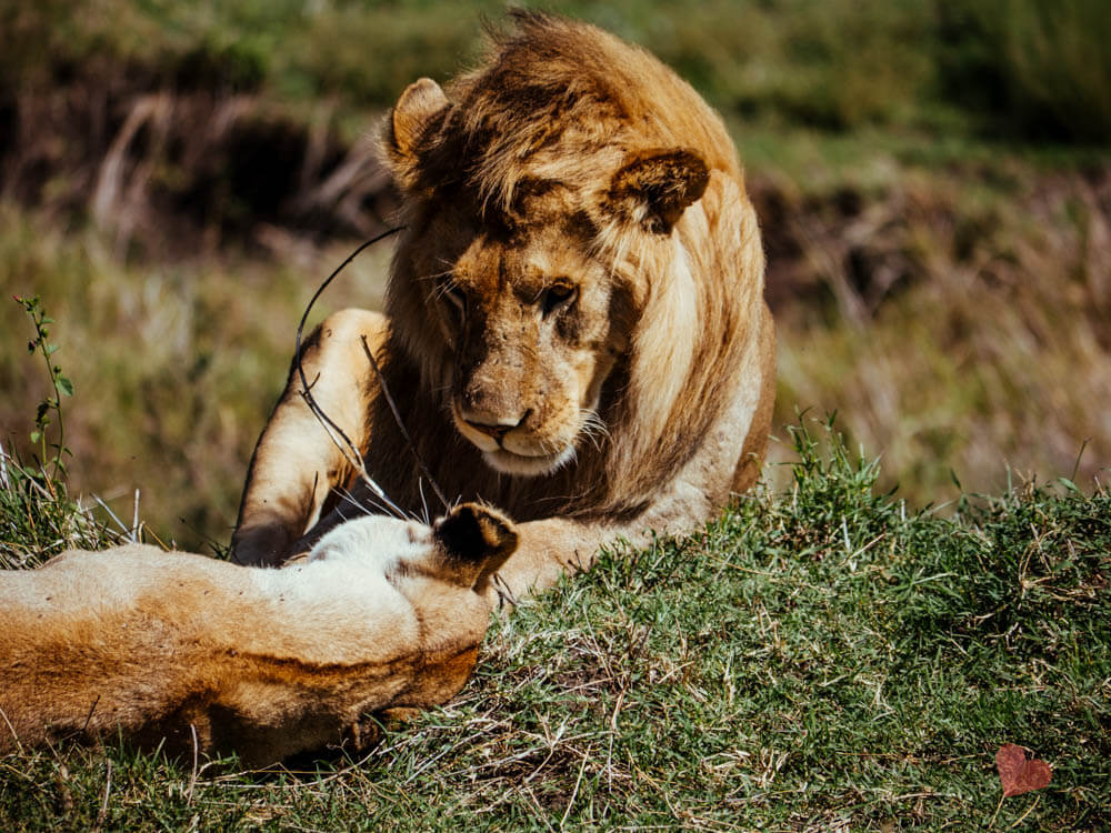 Löwen im Serengeti Nationalpark