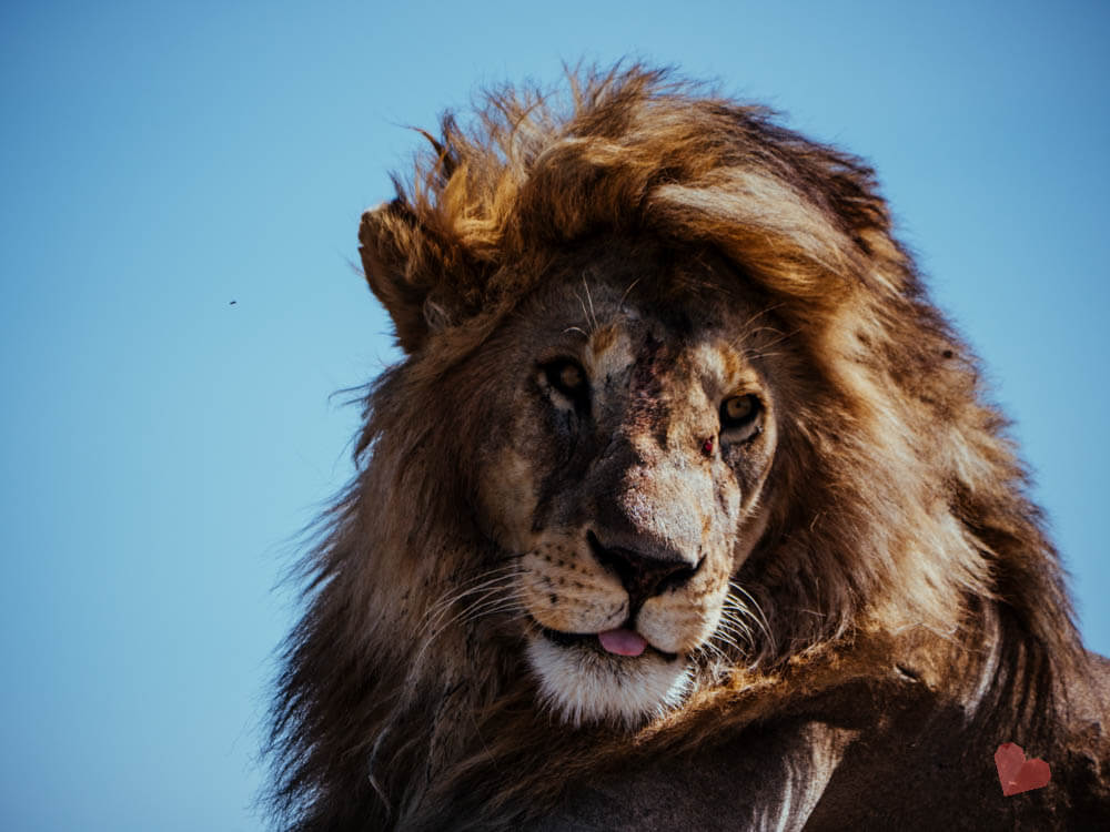 Löwe mit Löwin in der Serengeti