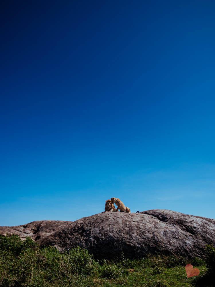 Löwe mit Löwin in der Serengeti