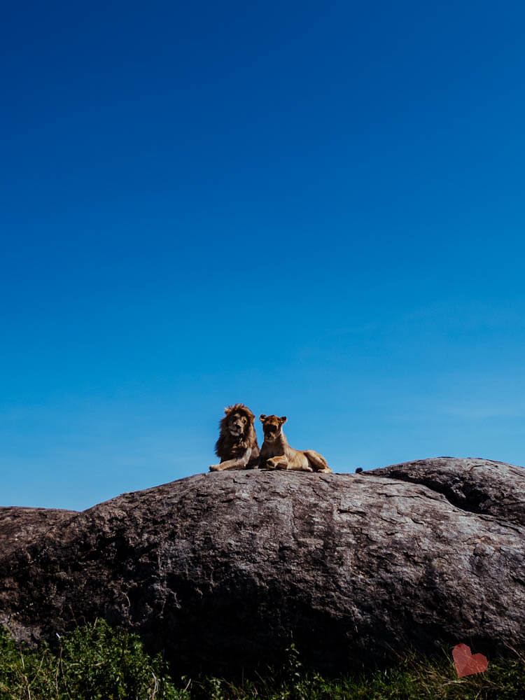 schmusende Löwen auf Kopje Fels in der Serengeti