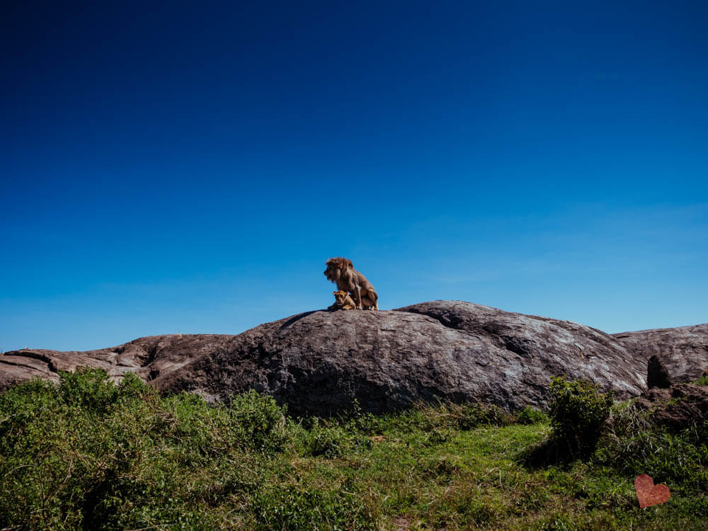 Löwen haben Geschlechtsverkehr auf einem Fels in der Serengeti