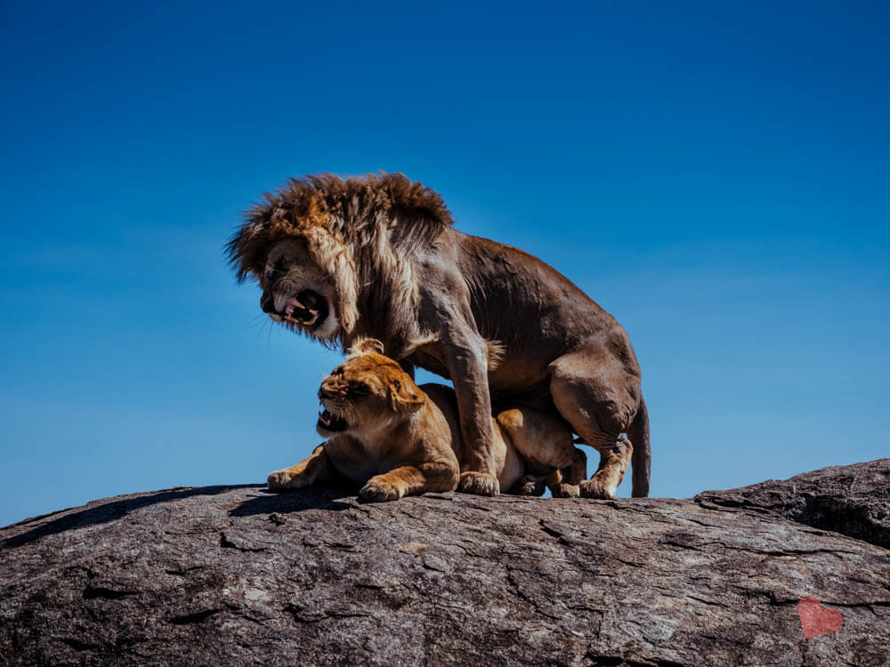 Paarende Löwen in der Serengeti auf Kopje Fels