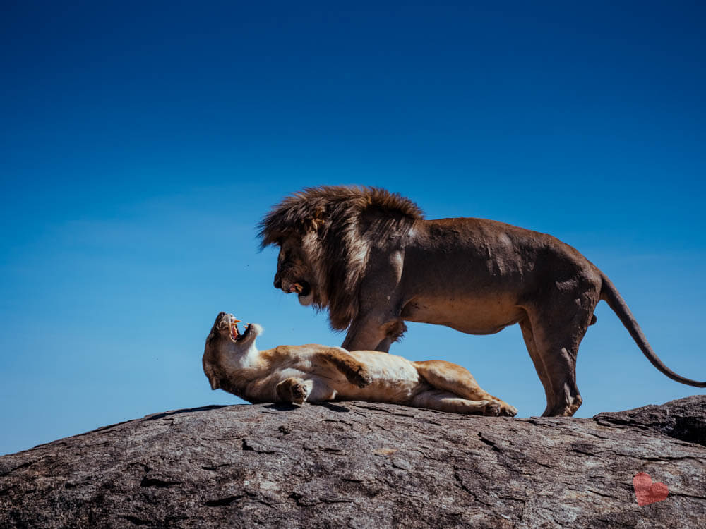 Paarende Löwen in der Serengeti auf Kopje Fels