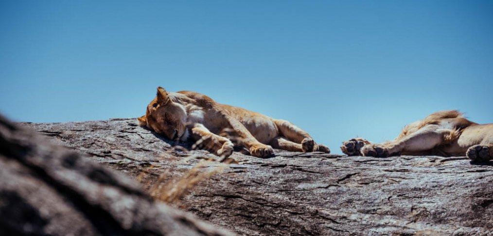 Safari in Tansania