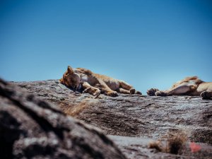 Safari in Tansania