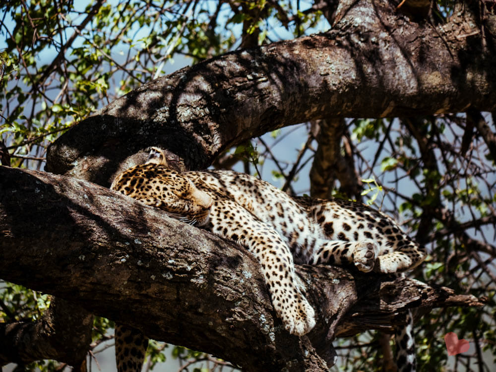 Leopard auf Baum in der Serengeti