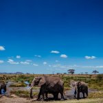 Safari in Tansania