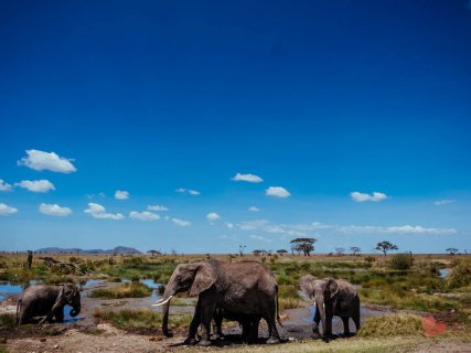 Safari in Tansania