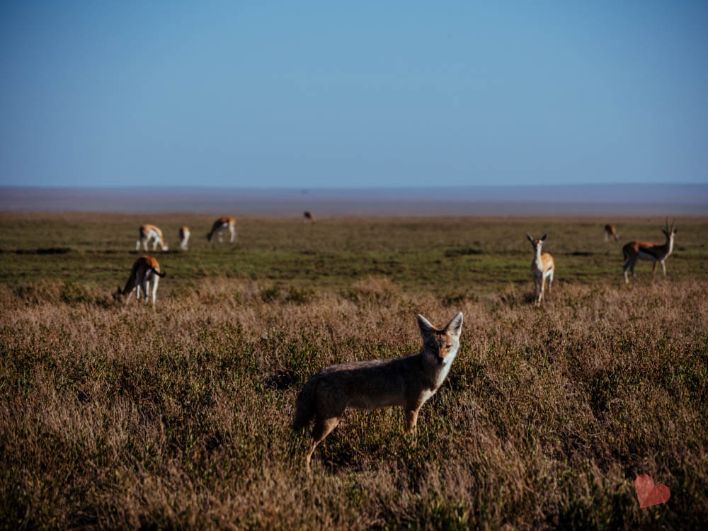 Schakal in der Serengeti