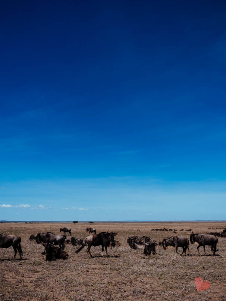 Gnu Herde in der Serengeti