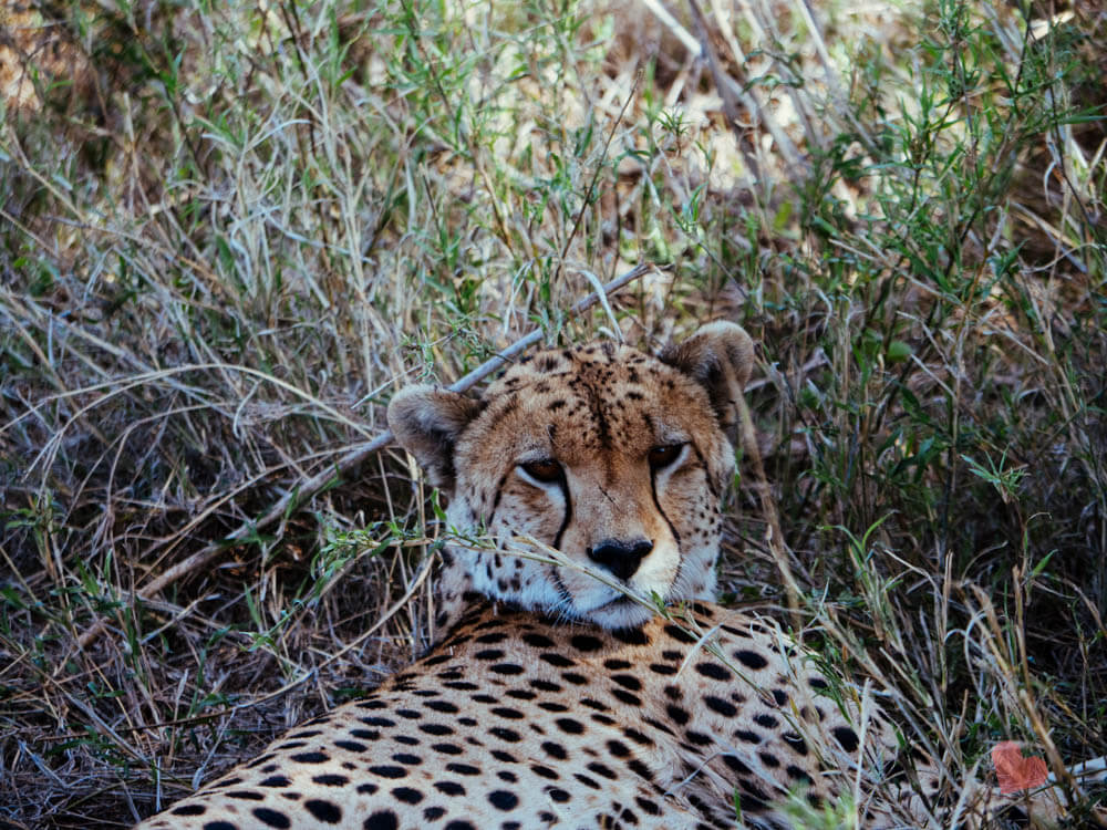 Gepard in der Serengeti