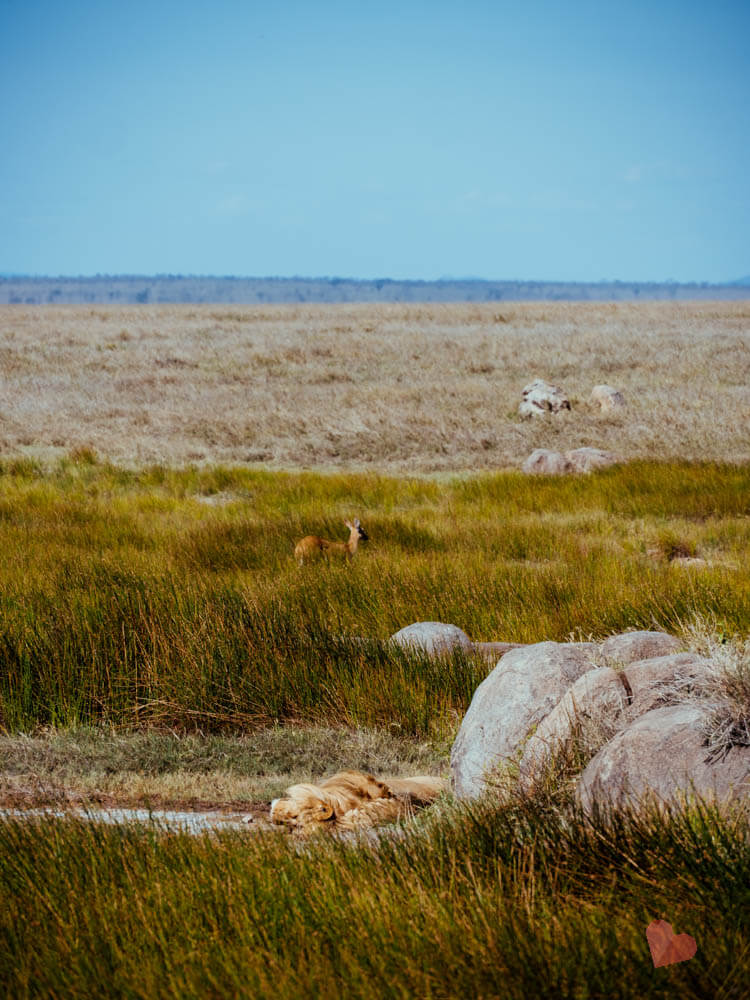 Schlafender Löwe dahinter Antilope in der Serengeti