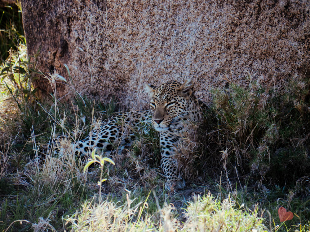 Safari in Tansania