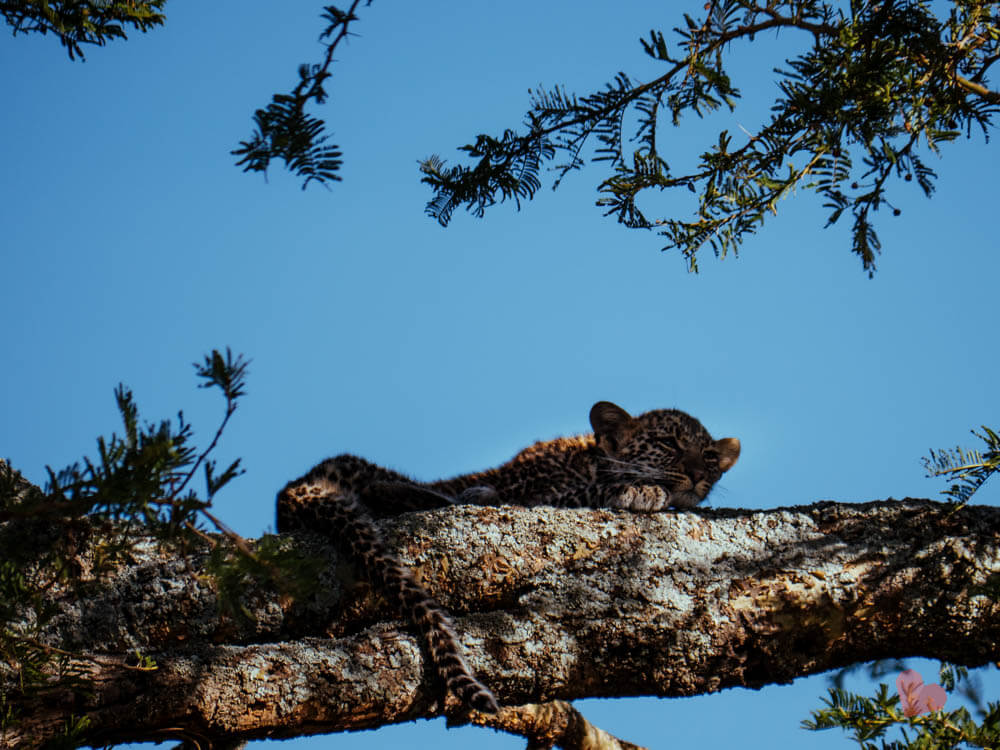 Baby Leopardenbaby in der Serengeti auf Baum