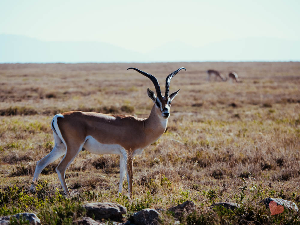 Antilope in der Serengeti