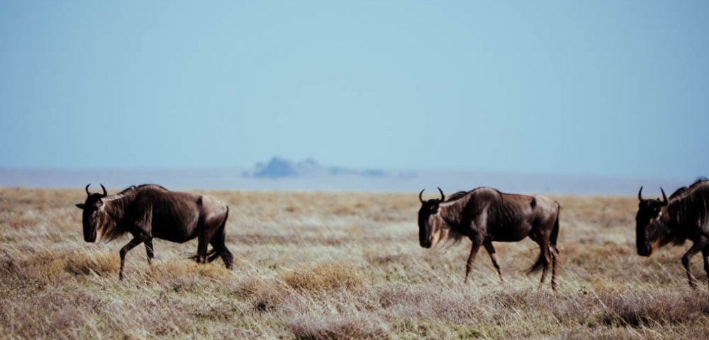 Safari in Tansania